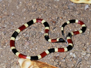 Organism image of Coral snake envenomation - imageId=3315968. Click to open in gallery.  caption: 'Arizona coral snake (<i>Micruroides euryxanthus euryxanthus</i>) from Tucson, Arizona, area.'