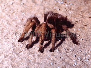 Organism image of Tarantula envenomation - imageId=3380288. Click to open in gallery.  caption: 'Tarantula spider (<i>Theraphosidae</i> spp.).<br/><br/>Image source: Centers for Disease Control and Prevention (CDC). This image is in the public domain and thus free of any copyright restrictions.'