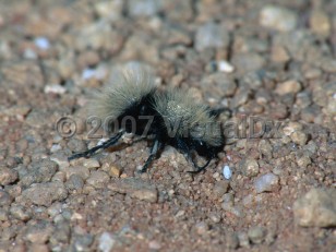 Organism image of Velvet ant sting - imageId=3393948. Click to open in gallery.  caption: 'Female thistledown or gray velvet "ant" (<i>Dasymutilla gloriosa</i>), Devore Heights, San Bernardino County, California.'