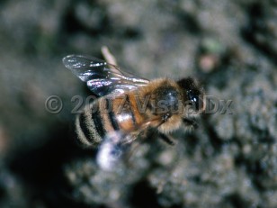 Organism image of Africanized bee sting - imageId=3393987. Click to open in gallery.  caption: 'Feral honeybee worker (<i>Apis mellifera</i>).'
