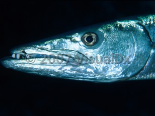 Organism image of Barracuda bite - imageId=3394636. Click to open in gallery.  caption: 'Great barracuda (<i>Sphyraena barracuda</i>), Cayman Brac, British Virgin Islands.'