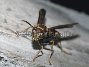 Organism image of Hornet sting - imageId=3591244. Click to open in gallery.  caption: 'Hornet photographed in Guanacaste Province, Costa Rica.'