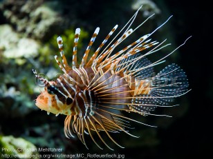 Organism image of Lionfish spine puncture - imageId=3873223. Click to open in gallery. 