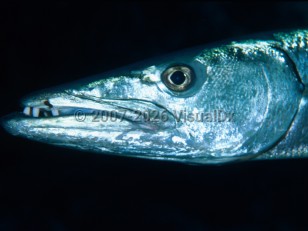 Barracuda Bite Marks Sea Creatures Vs Mirror: Do They Recognize