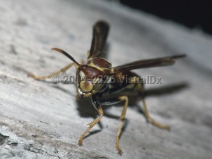 Hornet sting